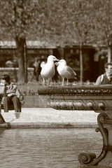 parisan courting birds