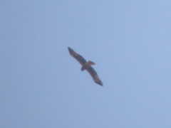 Booted Eagle, Castro Marim (Portugal), 30-Apr-06