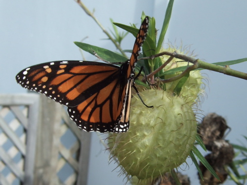 monarch butterfly flying away