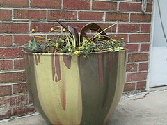 cool pot w/plants