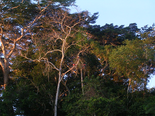 Four Scarlet Macaws in the Tree - Zoom in, can you find them?