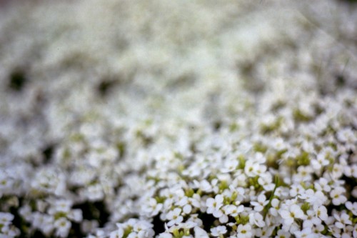 blurry white flowers