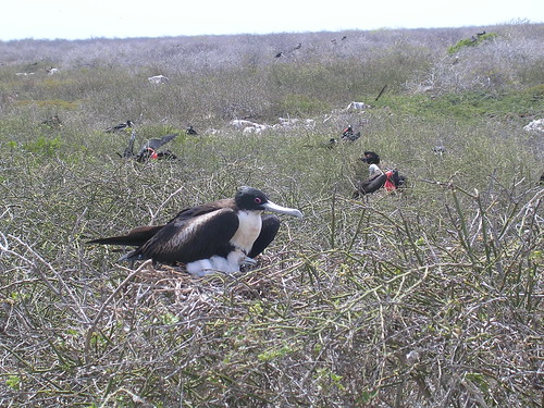 Frigate Bird and Baby - Galapagos Islands