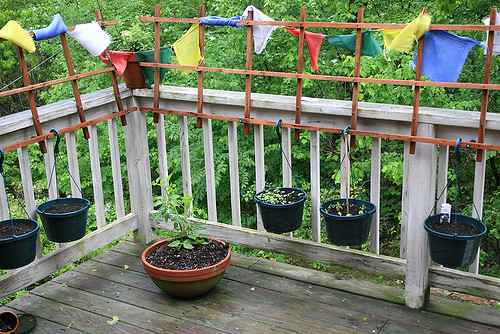 new-garden - Our deck garden