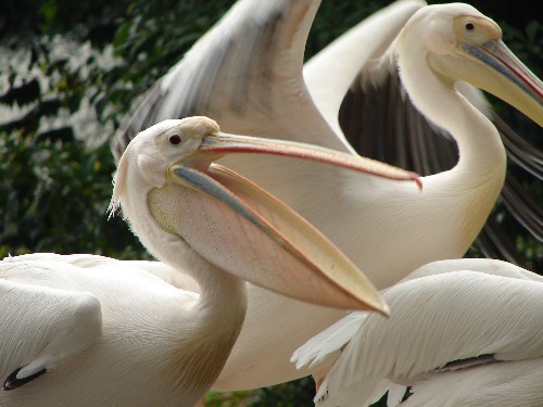 bp 20 13l pelican