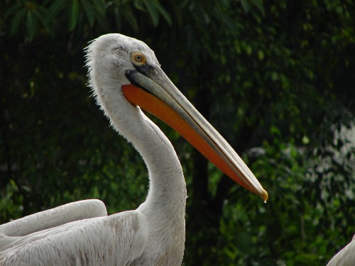 bp 21 pelican