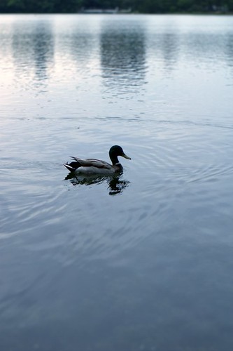A duck