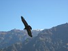 Condor at Colca Canyon