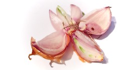 Onion Flower Four