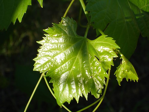 Grape Leaf