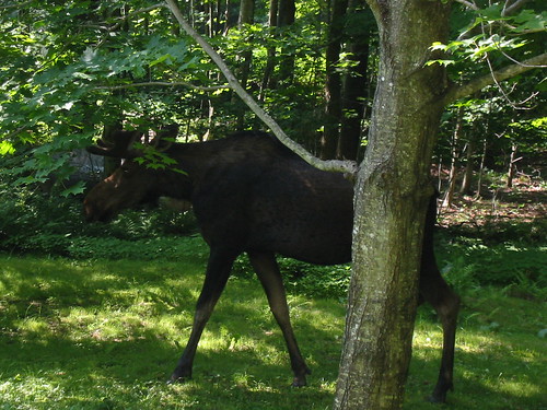 moose in my yard