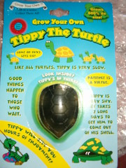 Tippy the Turtle