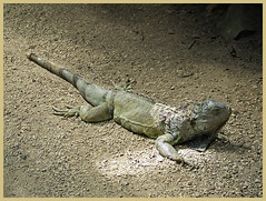 lazy iguana