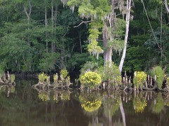 Swamp Beauties of the Waccamaw River
