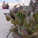 planta carnosa de secano con dos abuelillas y la playa al fondo