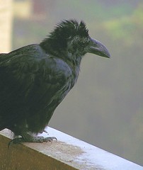 Crow or Mohawk?