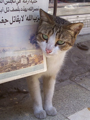 Gatico abandonado en Tiro, Líbano