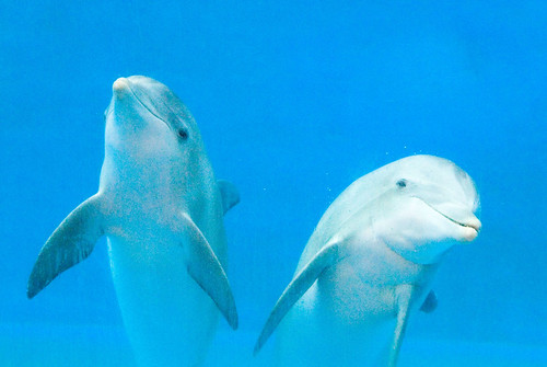 Dolfijnen onder water