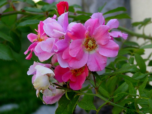 Little Pink Tea Roses