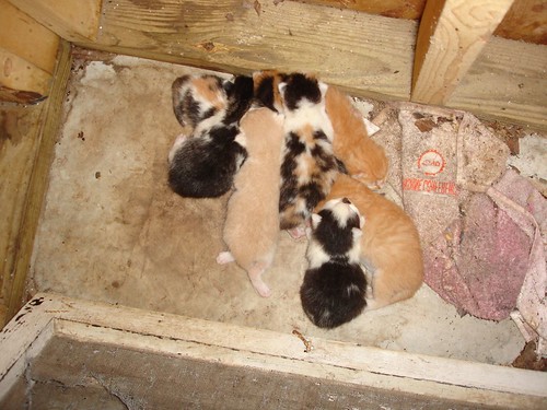 kittens1