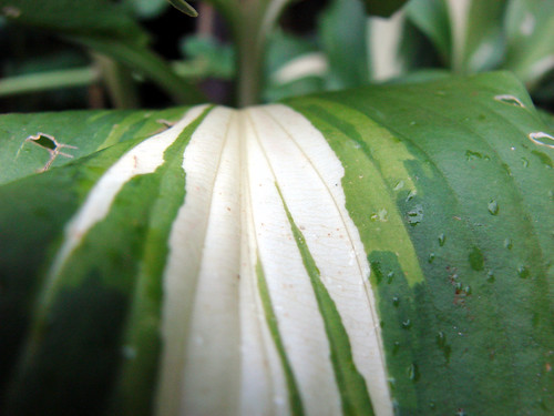 macro undulata leaf