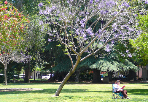 Hanging in Library Park with Curlers and Jacaranda