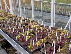 UK National Dionaea collection