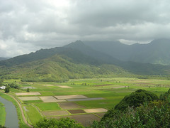 Kauai Farming