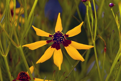 Coreopsis Forest