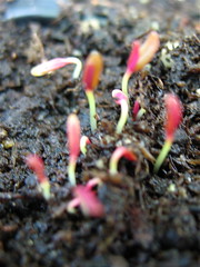 Edible Red Leaf Amaranth Seedlings