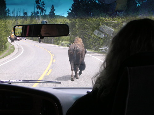 Yellowstone Rush Hour