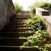 Bunker steps and blackberries