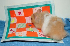 Ami And His Quilt