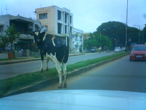 Obligatory cow in traffic shot