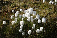 Arctic Cottongrass (Eriophorum scheuchzeri)