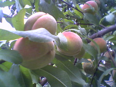 Our Peach Tree