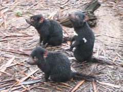 Tasmanian Devil Park in Tasman Peninsula