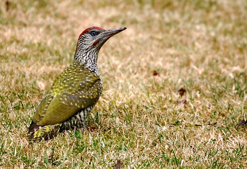 Green Woodpecker - 2