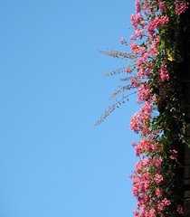 pink flowers on my neighbour's balcony, against the clear blue sky