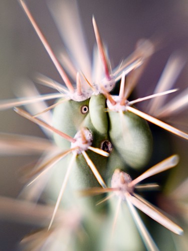 Cacti do have thorns
