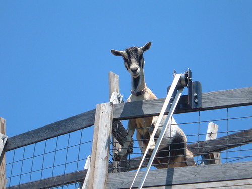 Obey The Goat!