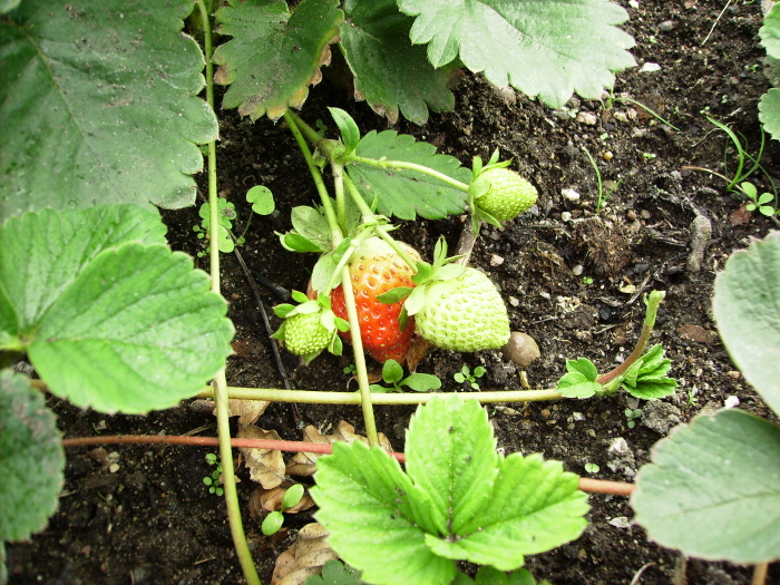 2006-08-19_erdbeeren