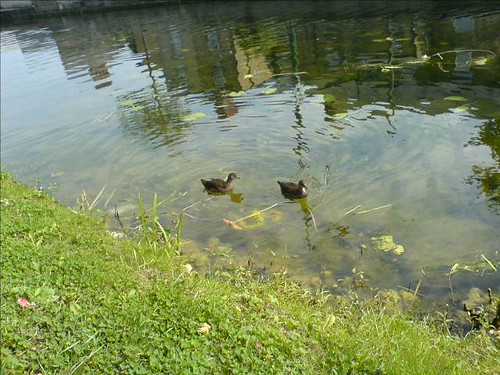 Portabello baby ducks