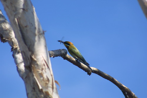 Rainbow Bee-eater Foog Dam