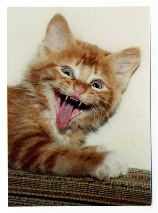 Very funny animal pictures search results from Google