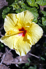 HawaiiPics YellowFlower copy