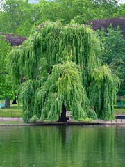 Goin to plant a weeping willow On the banks green edge it will grow grow grow Sing a lullaby beside the water Lovers come and go but the river roll roll roll