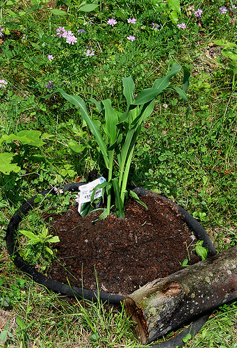 mounds with transplanted corn, close up