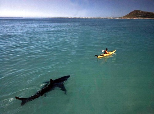 Great White Shark Stalking 