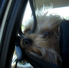 Bailey in the Car